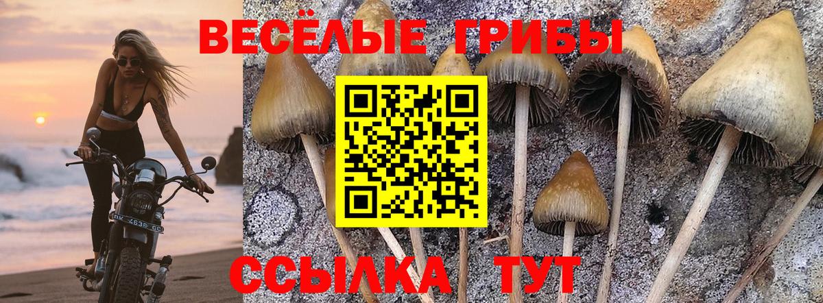 Избербаш  Псилоцибиновые грибы GOLDEN TEACHER  Вход с VPN  Псилоцибиновые грибы ЛСД 
